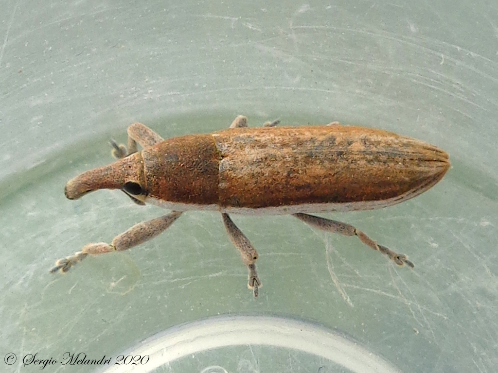 Curculionidae: Lixus (Compsolixus) juncii